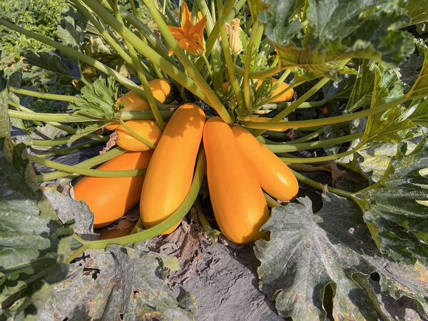 Zuchini, Gelbe Zuchini Auslese Sativa, Cucurbita pepo (CUC 24-06), resistent Zuchini, Gelbe Zuchini Auslese Sativa, Cucurbita pepo (CUC 24-06), resistent