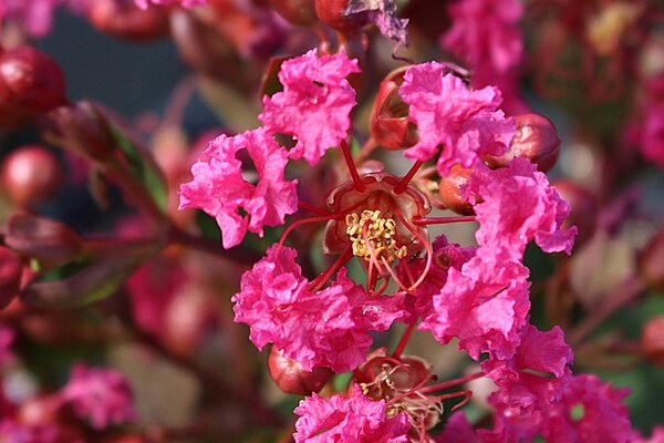 Lagerstroemia, Kreppmyrte 'With Love Kiss'