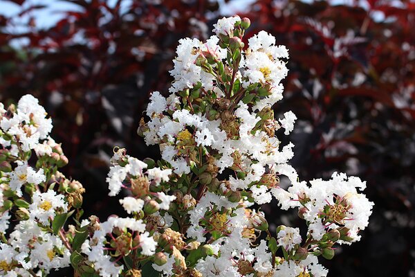 Lagerstroemia, Kreppmyrte 'With Love Virgin'