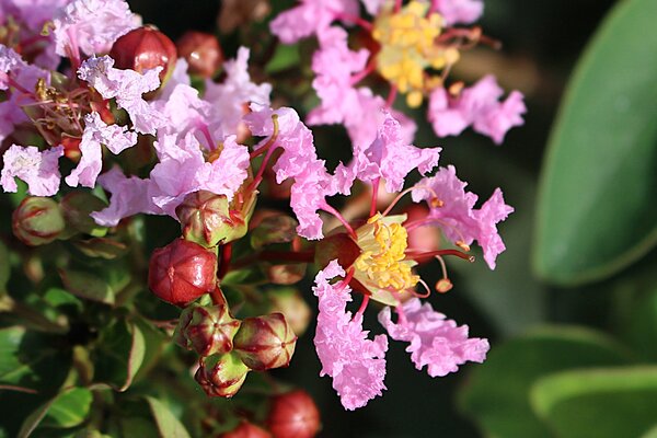 Lagerstroemia, Kreppmyrte 'With Love Babe'