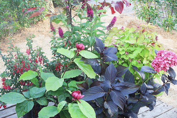 Schne Leycesterie (Leycesteria formosa ?Golden Lanterns?), Gewrzstrauch (Calycanthus floridus), Fuchsie (Fuchsia magellanica ?Bernisser Hardy?), Bauernhortensie (Hydrangea macrophylla Eclipse) und Sommerflieder (Buddleja davidii Miss Molly)