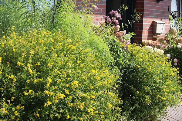 Kanadisches Johanniskraut (Hypericum kalmianum) ?Gemo?