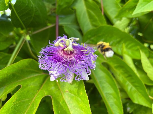 Passiflora, Passionsblume, BlÃ¼te, BestÃ¤ubung, Befruchtung, Biene, Hummel, Holzbiene