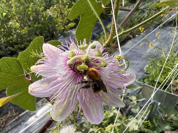 Passiflora, Passionsblume, Blte, Bestubung, Befruchtung, Biene, Hummel, Minicuya