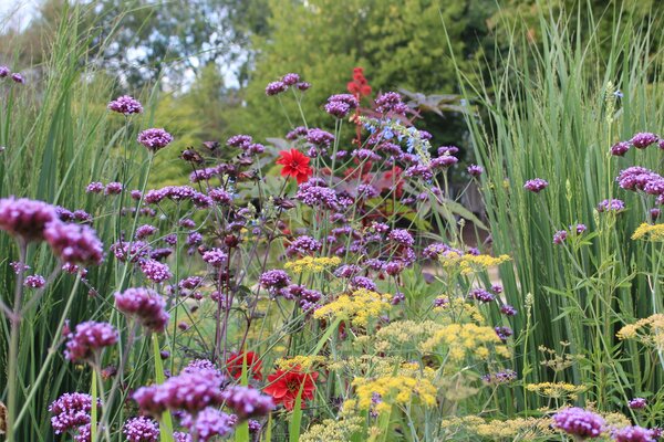 Dahlien kombinieren mit Stauden, Grsern und Sommerblumen
