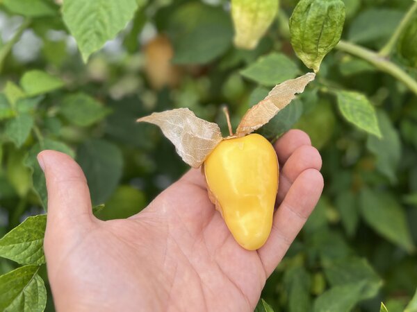Physalis philadelphica, Gigantilis, Riesen Physalis, Tomatillo Physalis philadelphica, Gigantilis, Riesen Physalis, Tomatillo