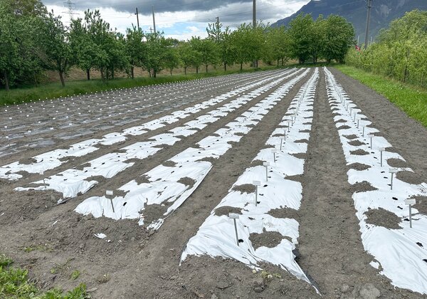 Feld Buchs, Z�chtung, Mai 2026, 1000 Kartoffelsorten gesteckt