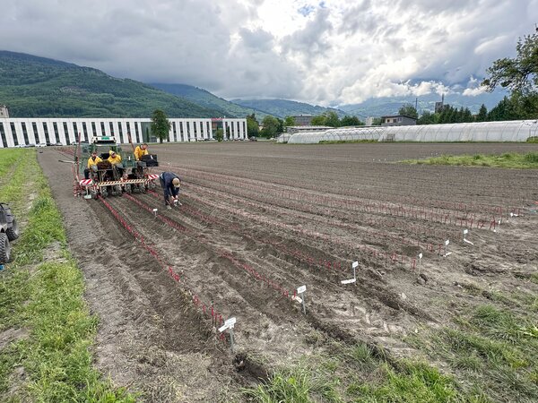 Lubera Buchs, Obstbaumschule, Pflanzung Mai 2026