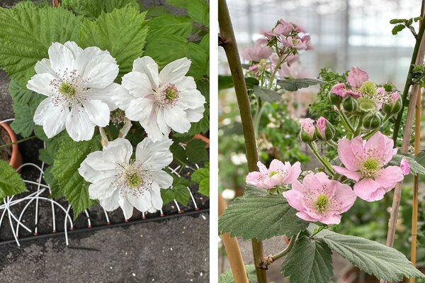Z�chtung, Himbeeren, Brombeeren, Mai 2026, Buchs