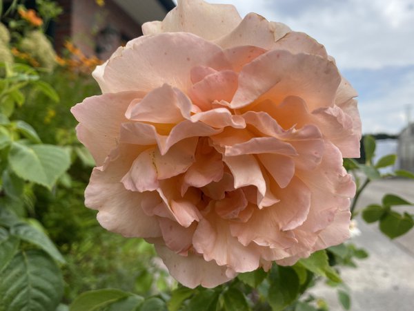 Rose Polka 91