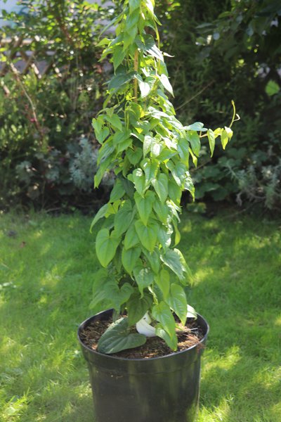 Yam, Yampflanze, Gemüsepflanze, Lubera, Dioscorea, Yamwurzel