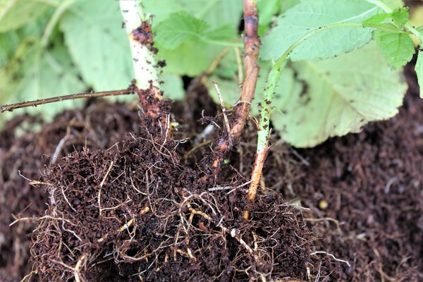 Welche Erde für Himbeeren, Himbeerwurzel, Rubus, Lubera