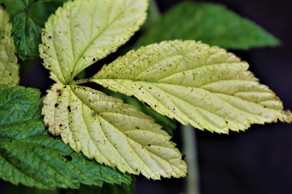 Himbeeren gelbe Blätter
