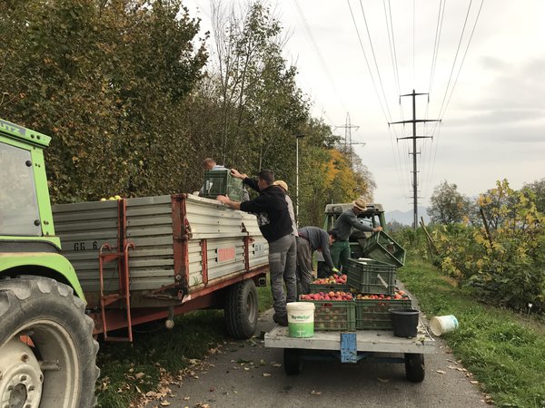 Apfelernte 2022 Versuchsfeld Baumschule Buchs Züchtung Apfelsaft Most Malus