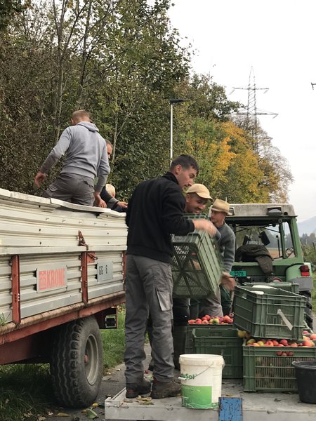 Apfelernte 2022 Versuchsfeld Baumschule Buchs Züchtung Apfelsaft Most Malus