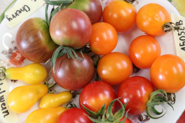 TomatendiversitÃ¤t Lubera