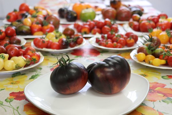 Tomatenvielfalt Lubera Heirloomtomaten