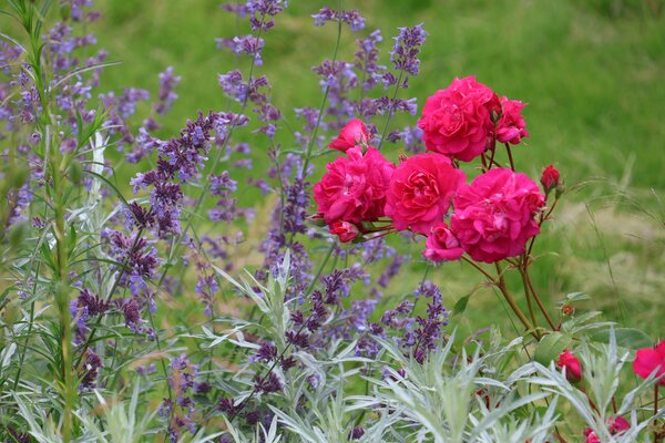 Rosenbegleiter, Rosenbeet anlegen