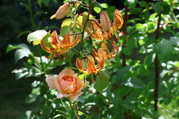 Rosenbegleiter, Rosenbeet anlegen