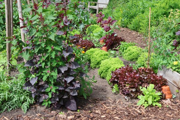 Fruchtfolge im Nutzgarten, Gem�segarten mit Schwachzehrer Salat und Kr�uter