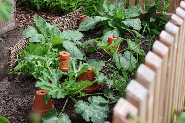 Fruchtfolge im Nutzgarten, Gem�segarten mit Starkzehrer Zucchini und K�rbis