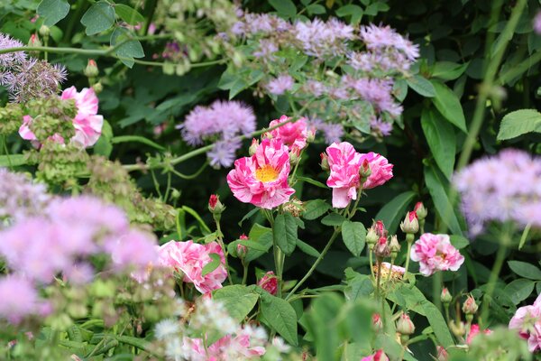 Rosenbegleiter, Rosenbeet anlegen