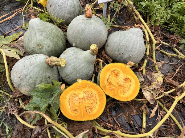 K�rbis, Blue Ballet, Cucurbita maxima, Speisek�rbis (CUC 24-09)