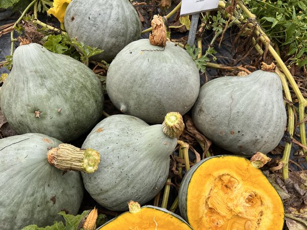 Kürbis, Blue Ballet, Cucurbita maxima, Speisekürbis (CUC 24-09) Kürbis, Blue Ballet, Cucurbita maxima, Speisekürbis (CUC 24-09)
