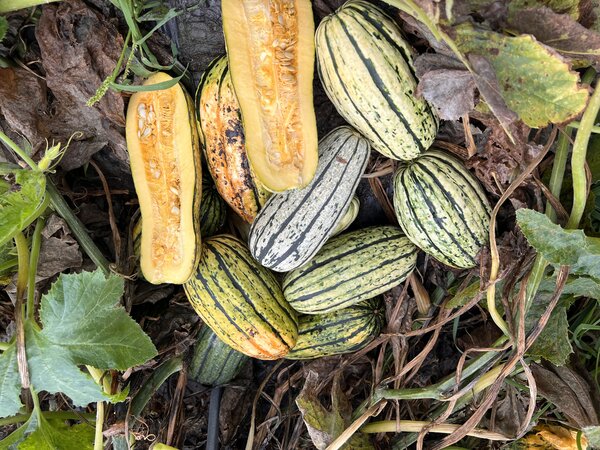 Kürbis, Bush Delicata, Cucurbita pepo, Speisekürbis (CUC 24-08) Kürbis, Bush Delicata, Cucurbita pepo, Speisekürbis (CUC 24-08)