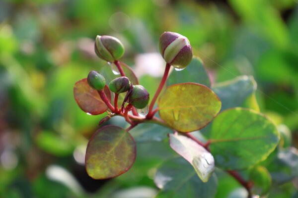 Essbarer Kapernstrauch,  Capparis spinosa, Kapern, Kapern&auml;pfel und Kapernbl&auml;tter einlegen