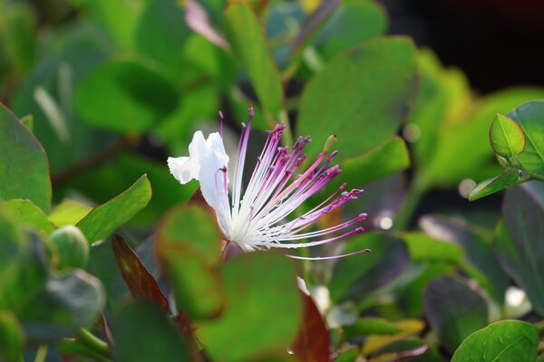 Essbarer Kapernstrauch,  Capparis spinosa, Kapern, Kapern&auml;pfel und Kapernbl&auml;tter einlegen