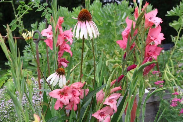 Staudenbeet ?D&uuml;rrediven?,  Echinacea purpurea 'Pretty Parasol' und Gladiolus nanus Mix, Staudenbeete f&uuml;r Hitze und Trockenheit