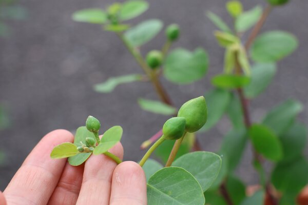 Kapern einlegen, Capparis spinosa 