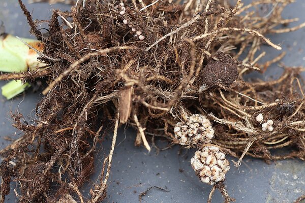 Kn&ouml;llchenbakterien Rhizobien an Bohnen an den Bohnenwurzeln, Vicia faba