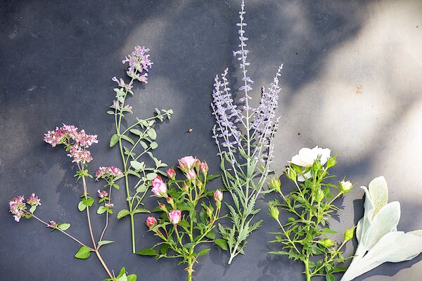 Staudenbeet ?Glut & Gloria? f&uuml;r Hitze und Trockenheit, Zwergrose 'Blush Pixie', Zwergrose 'Milky Pixie', Nepeta faassenii 'Walker?s Low', Stachys byzantina, Salvia yangii 'Blue Spire' und Origanum compactum, korr