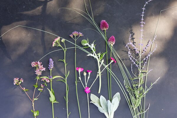 Staudenbeet ?Hitzk&ouml;pfchen? f&uuml;r Hitze und Trockenheit mit Pflanzen: Miscanthus sinensis 'Morning Light', Salvia yangii 'Blue Spire', Agastache rugosa 'Blue Fortune', Verbena bonariensis, Lychnis coronaria, Allium sphaerocephalon, Achillea millefolium 'Kirs
