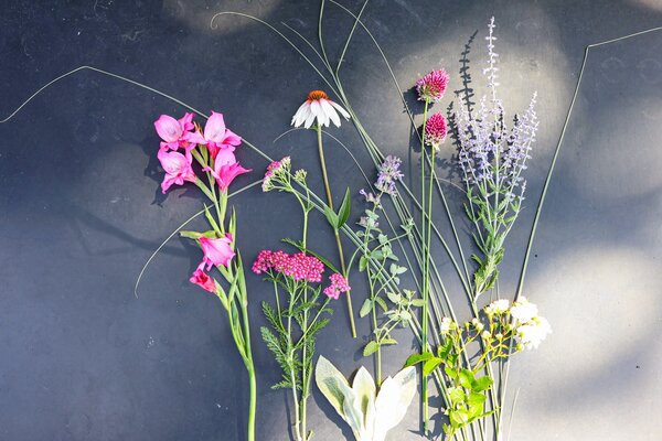 Staudenbeet ?D&uuml;rrediven? f&uuml;r Hitze und Trockenheit mit den Pflanzen: Gladiolus nanus Mix, Salvia yangii 'Blue spire', Allium sphaerocephalon, wei&szlig;e Bodendeckerrose 'Duvet Blanc', Achillea millefolium 'Kirschk&ouml;nigin', Echinacea purpurea 'Alba', stachys byz