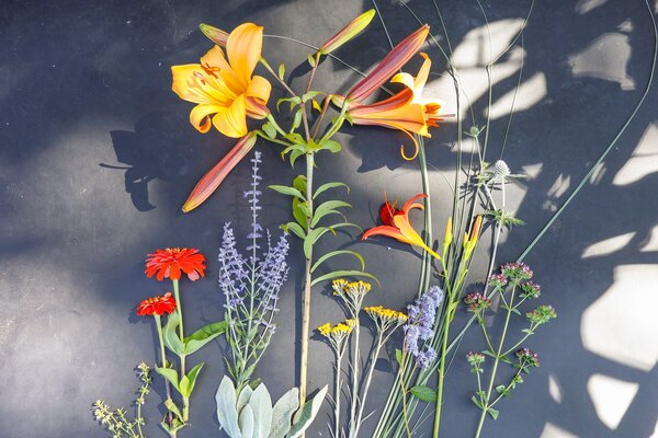 Staudenbeet 'Hitzeheldinnen' f&uuml;r Hitze und Trockenheit mit den Pflanzen: Thymus citriodorus 'Summerdreams Lemon Gold', Stachys byzantina, Salvia yangii 'Blue Spire', Miscanthus sinensis 'Morning Light', Eryngium planum, Zinnia elegans, Trompetenlilie 'Af,