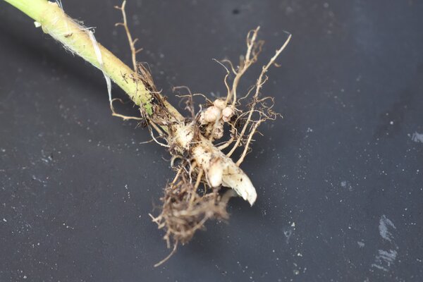 Kn&ouml;llchenbakterien Rhizobien an Bohnen an den Bohnenwurzeln, Phaseolus vulgaris
