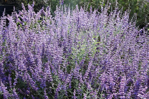 Bl&uuml;tenstr&auml;ucher 9.2026, Salvia yangii 'Little Spire'