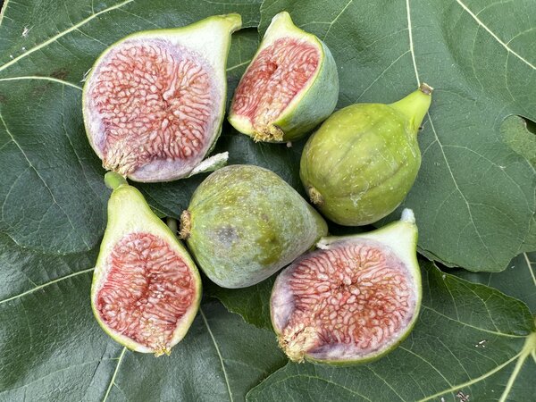 Feige, Ficus carica Amatrice casale, Sommerfeigen
