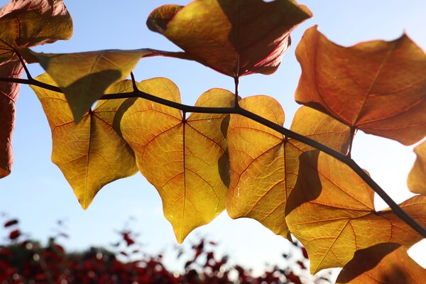 Cercis canadensis, Judasbaum, Judasb&auml;ume