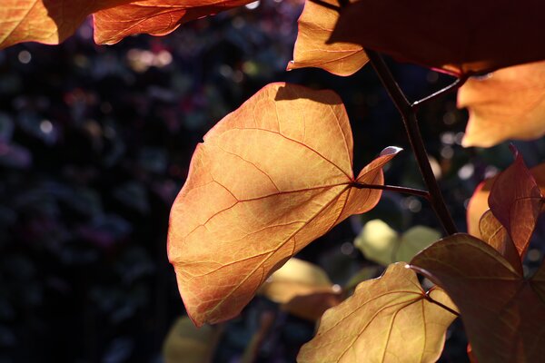Cercis canadensis, Judasbaum, Judasb&auml;ume