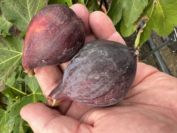 Feige, Ficus carica Columbaro Nero