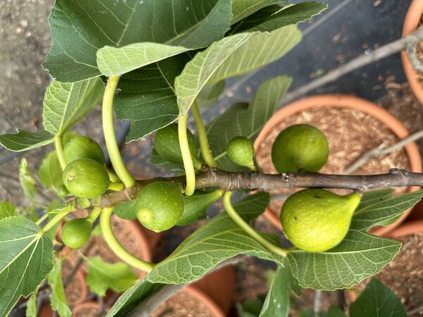 Feige, Ficus carica Gentile