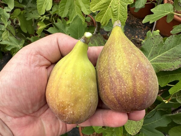 Feige, Ficus carica Goutte dOr