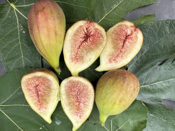 Feige, Ficus carica Goutte d Or
