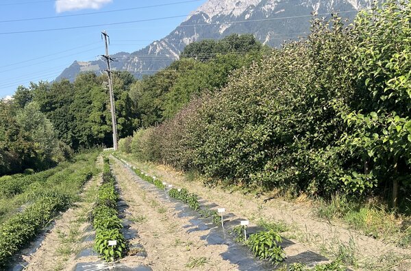 Chili Z&uuml;chtung