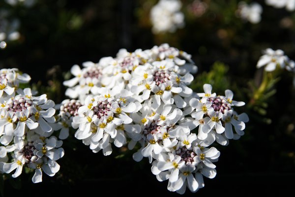 Bodendecker pflanzen und pflegen Iberis saxatilis Frühlingsgruss Zwerg-Schleifenblume Lubera