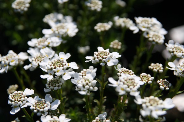 Iberis sempervirens 'Appen Etz'